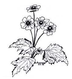 Japanese Iris