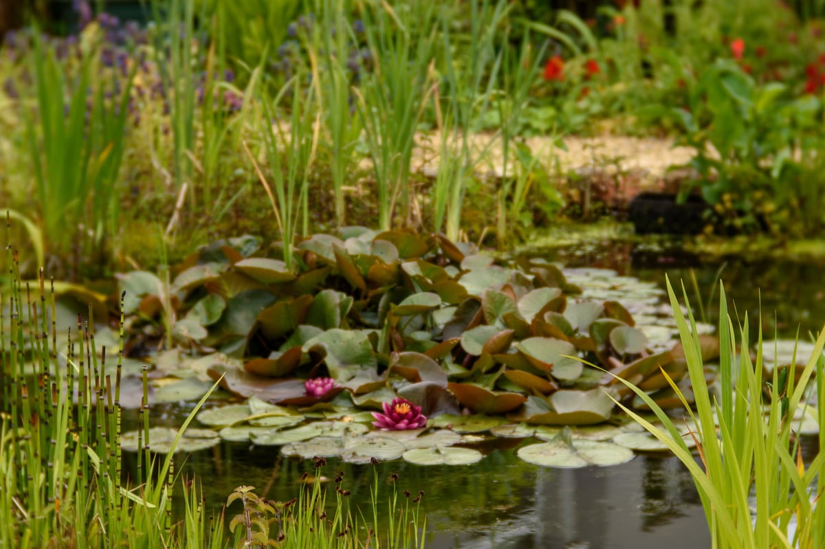 A garden pond in Summer with two red waterlilies and other aquatic plants