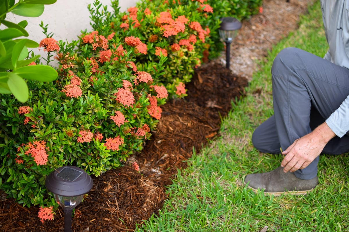 Mulching garden beds around plants