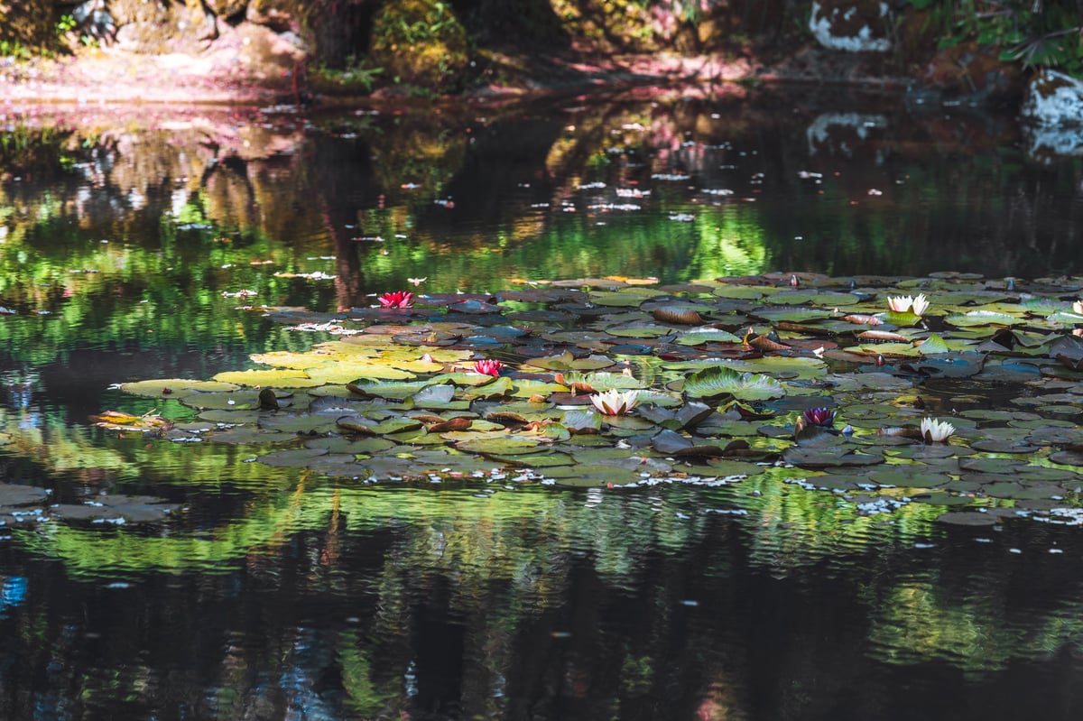Low-key image of a tranquil pond covered with lily pads and blooming water lilies in shades of red, white, and purple, with dramatic reflections of surrounding greenery and soft natural light