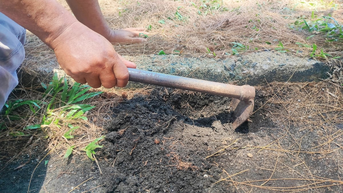 Man using hoe to cultivate and weed garden soil