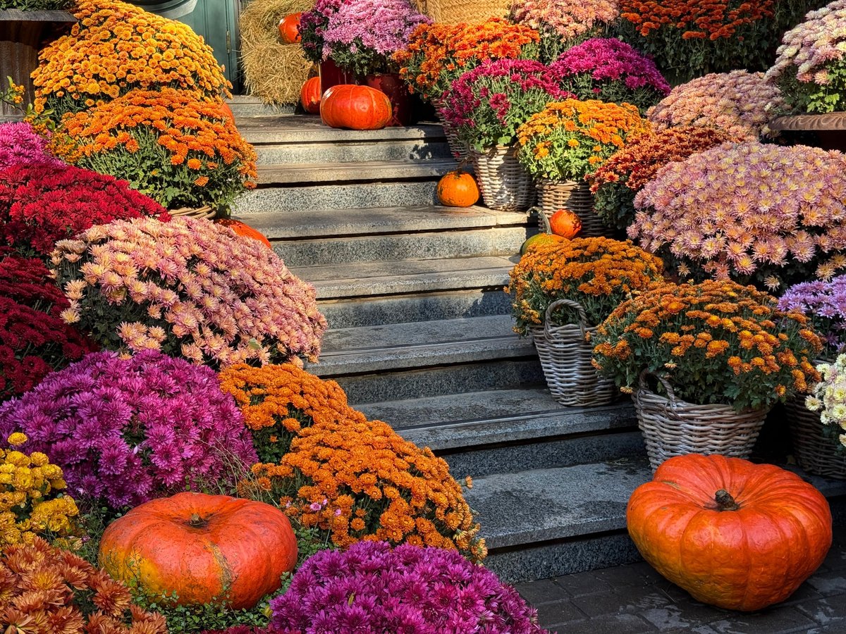 Autumn garden with colorful fall foliage and chrysanthemums