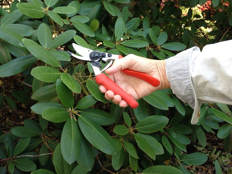 Gardener pruning green foliage with red-handled pruning shears