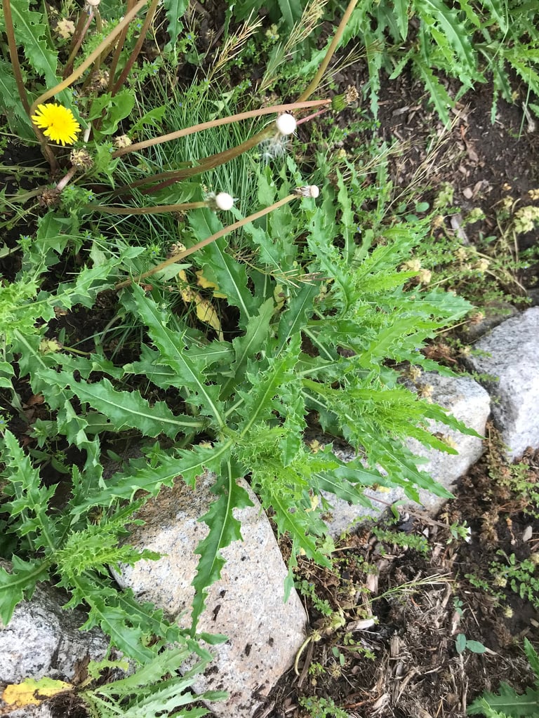 Dandelion plant with yellow flower and white seed heads growing among grass