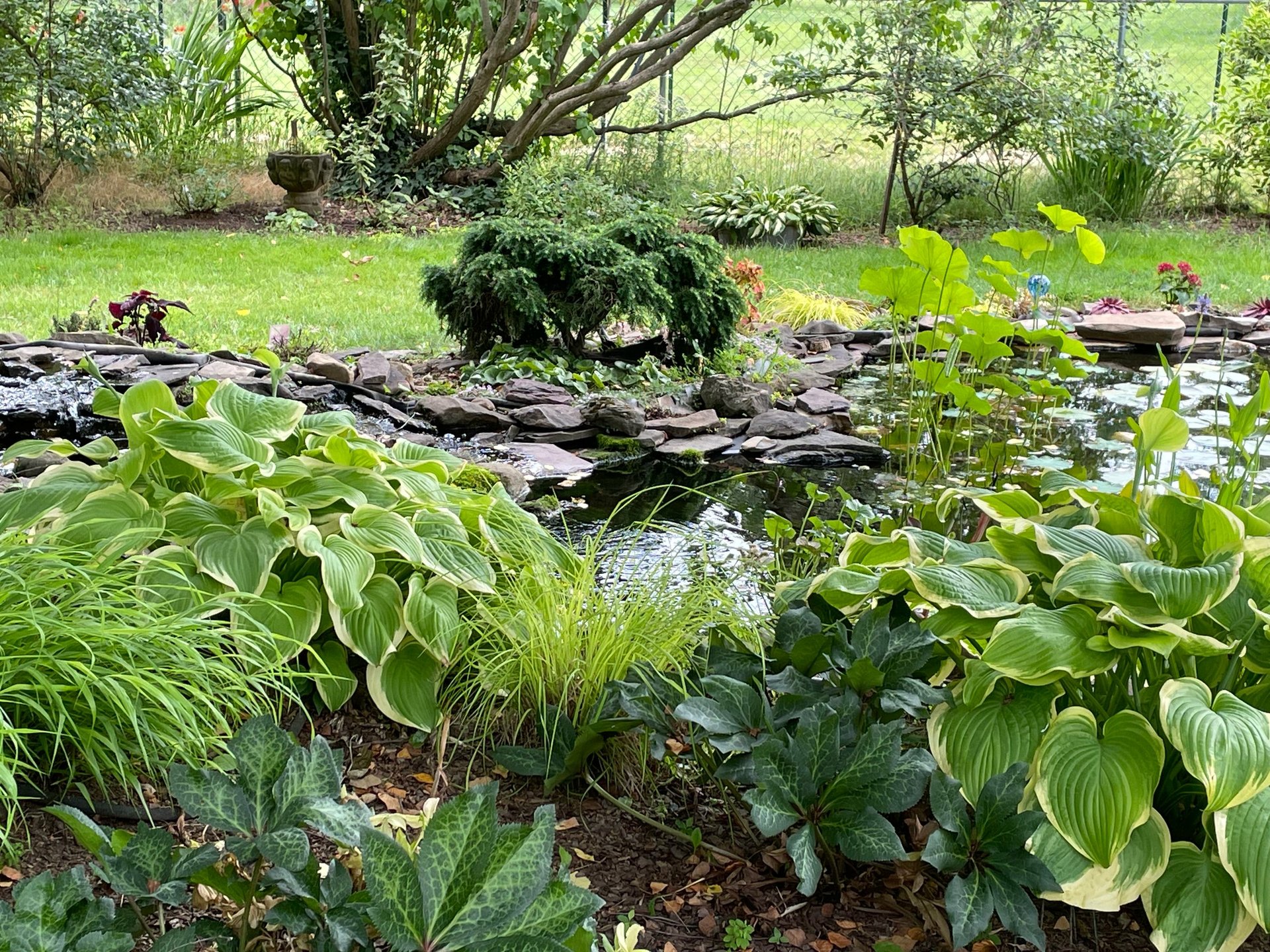 Garden pond with hostas and water plants surrounded by lush green lawn and trees