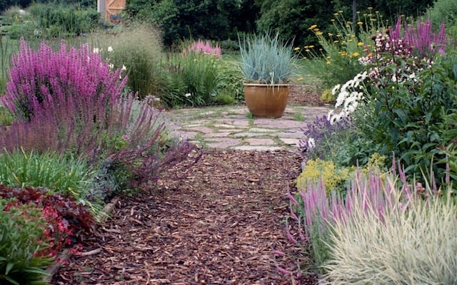 Garden pathway with purple flowering plants, ornamental grasses, and a terracotta pot surrounded by mulch and landscaping beds