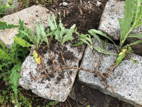 Weeds and grass growing through cracks between concrete pavers with exposed roots and soil
