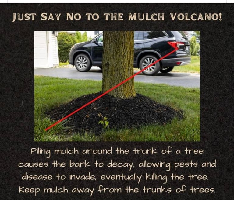 Educational infographic showing mulch piled against tree trunk with red arrow, explaining how excess mulch damages trees