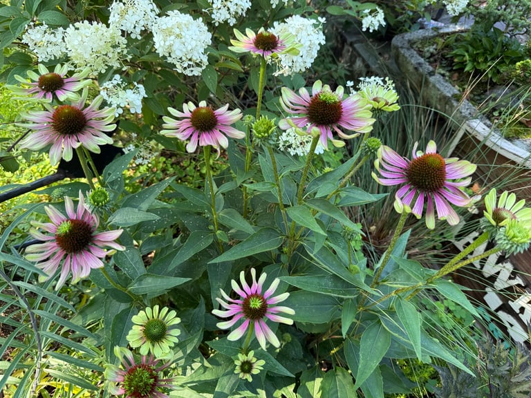 Garden bed with purple and white coneflowers in bloom surrounded by green foliage and other flowering plants