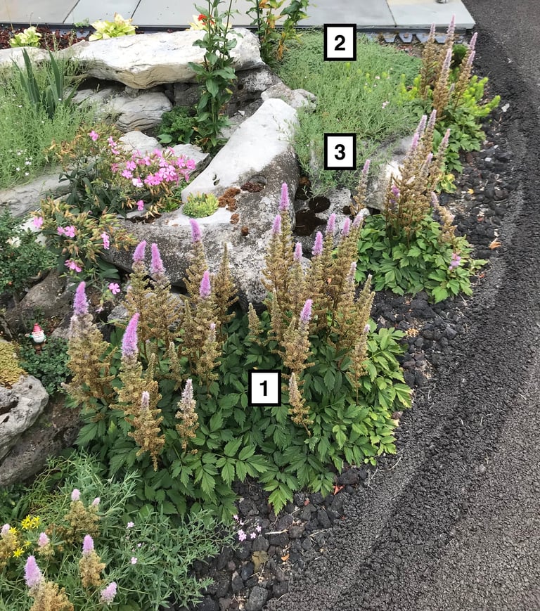 Garden bed with numbered plants including tall purple and brown lupines, pink flowers, and various green foliage along a driveway edge