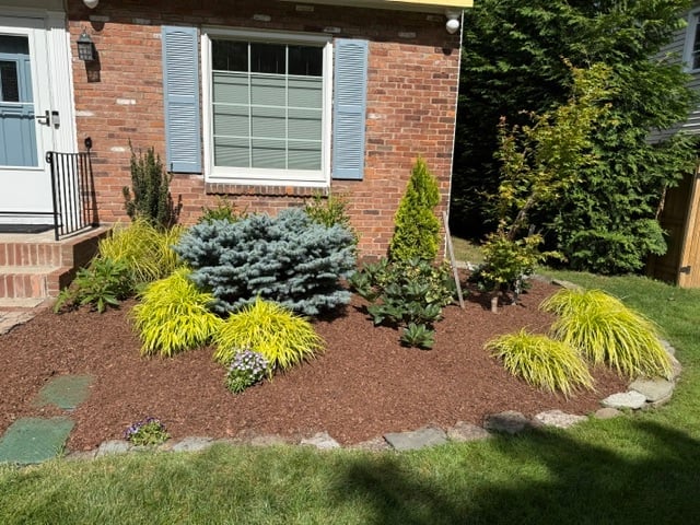 Red brick house with blue shutters and a landscaped front garden featuring yellow ornamental grasses, blue-green shrubs, and mulch beds