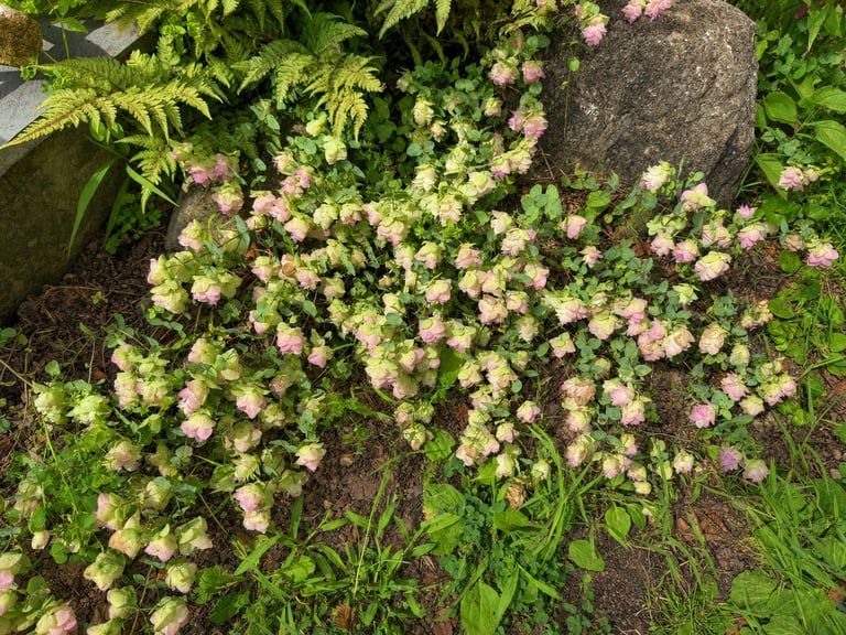 Pink and white flowers blooming abundantly in a garden bed surrounded by green foliage and stone elements