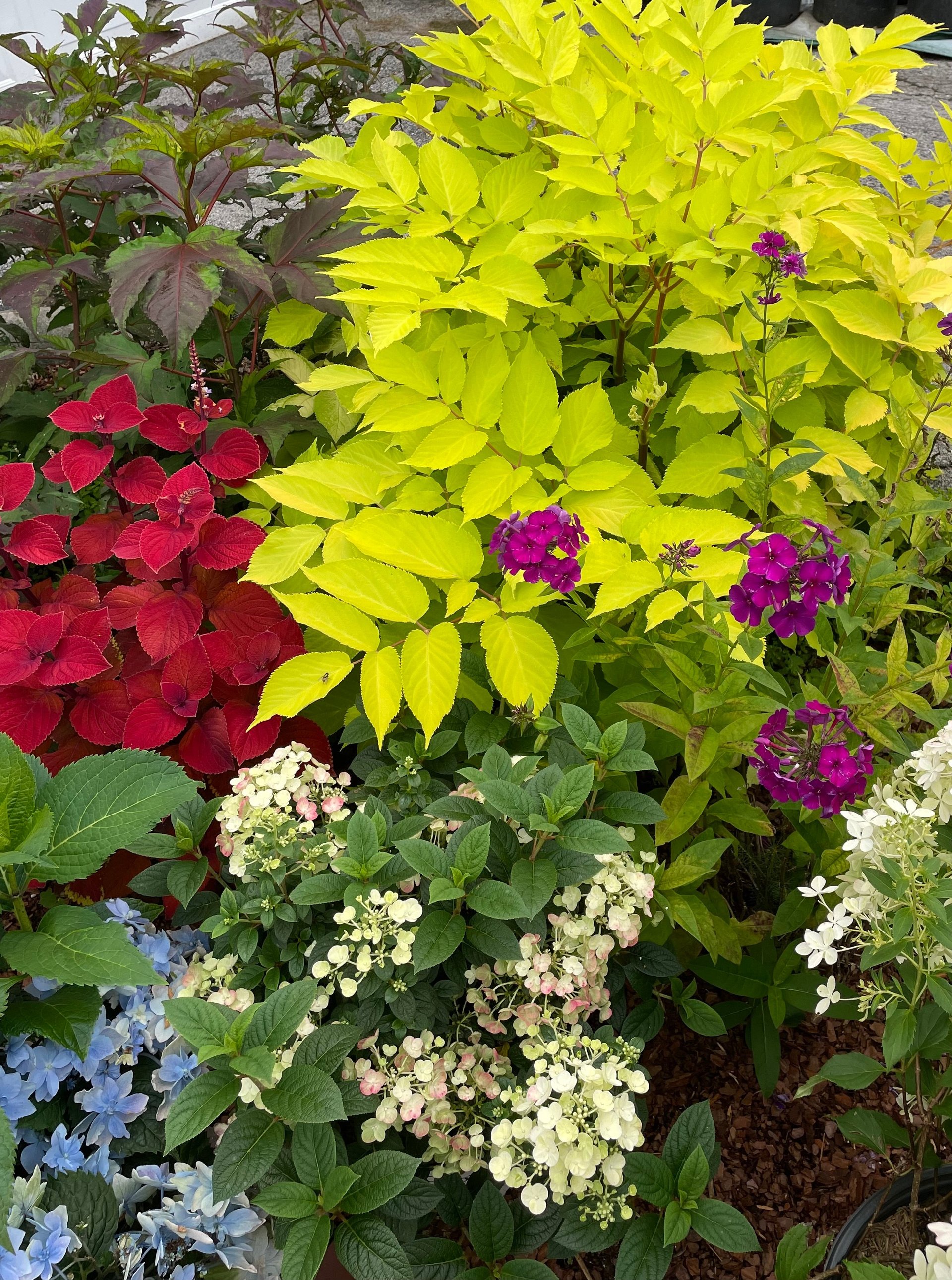 Vibrant garden bed with red poinsettias, bright yellow-green foliage, purple petunias, white flowers, and blue blooms arranged together