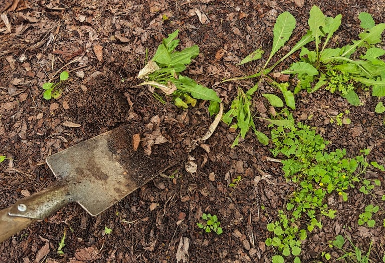 Garden shovel in dark soil with green seedlings and weeds sprouting around it