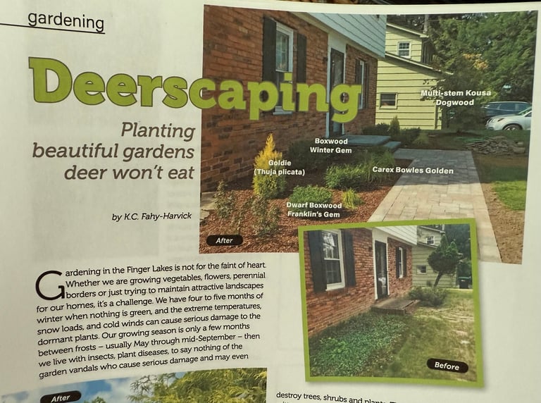 Magazine article about deerscaping with photos of a residential garden and labeled plants that deer wont eat