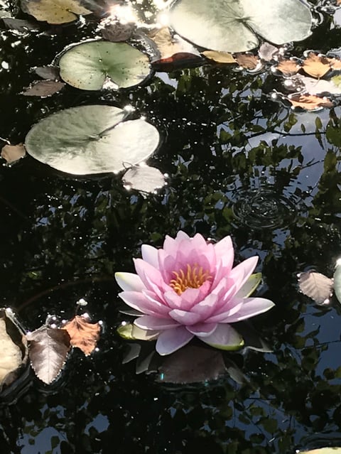 Pink water lily flower blooming in pond with green lily pads and dark water