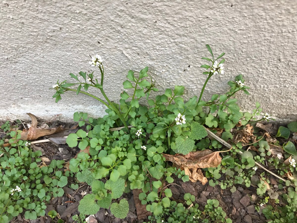 Small green weeds with white flowers growing from soil against a gray textured wall